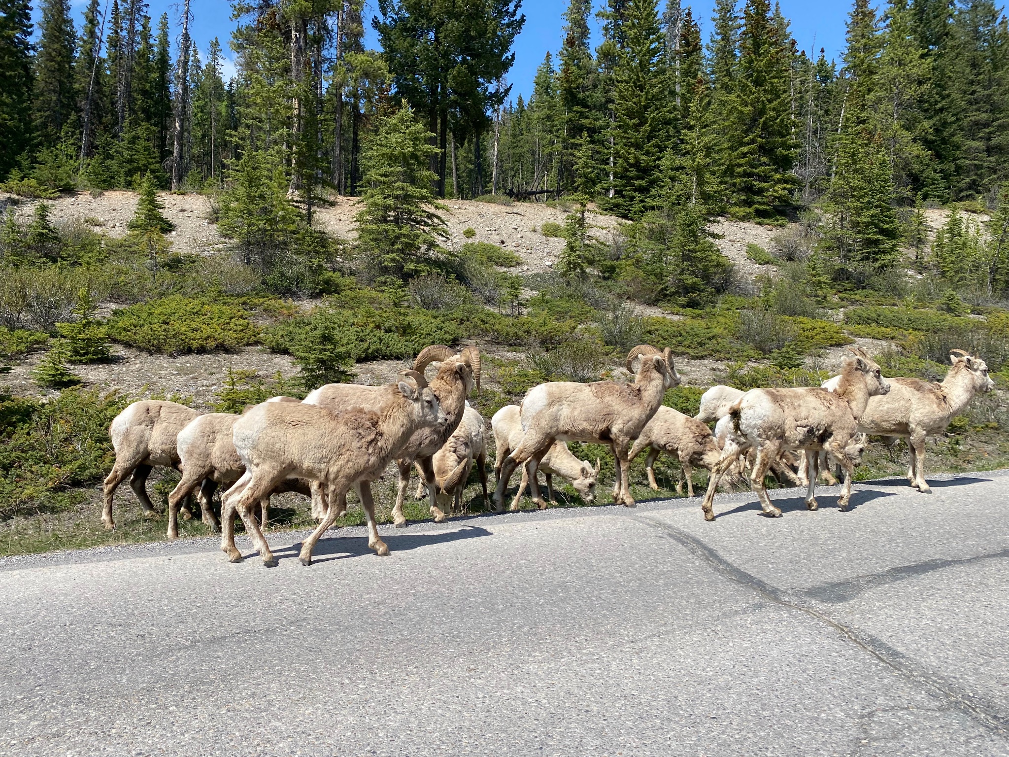 BigHorn Sheep herd