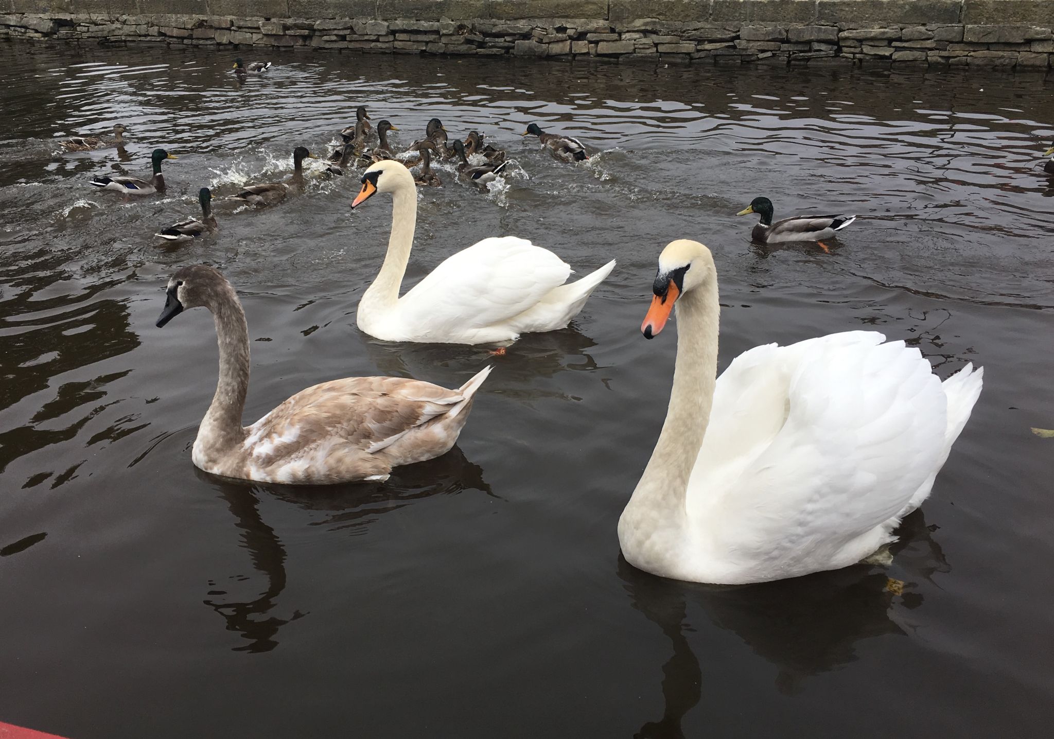 The Queens Swans