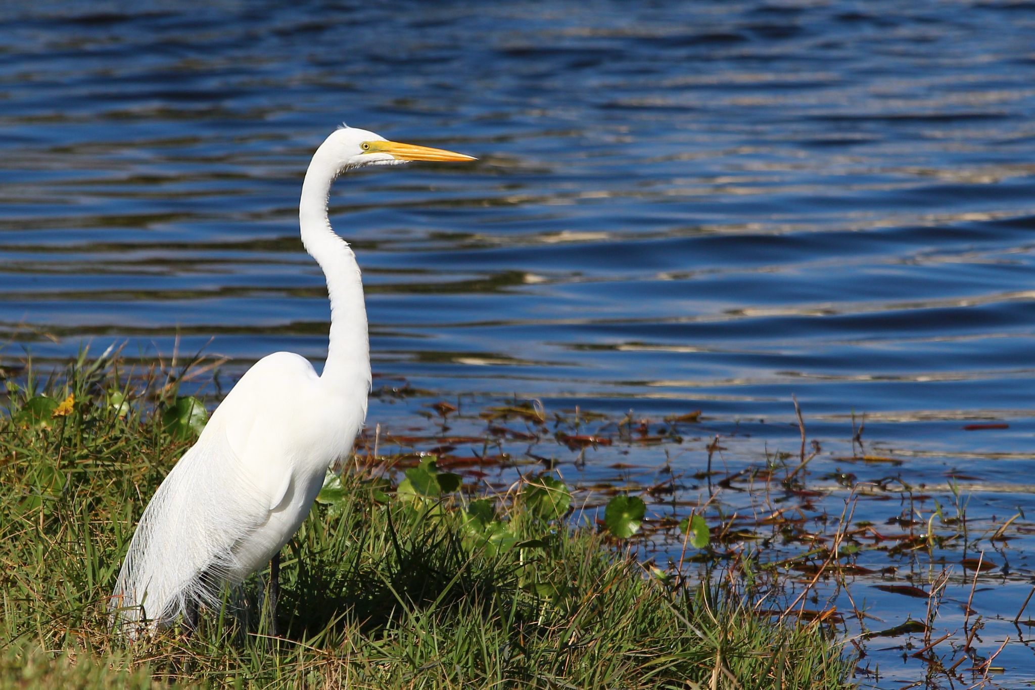 Snowy Egret