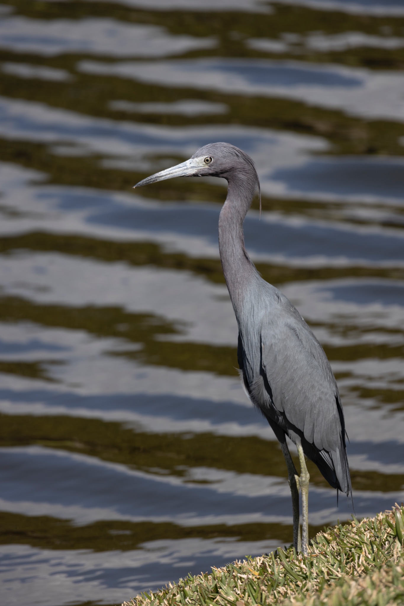 Little Blue Heron
