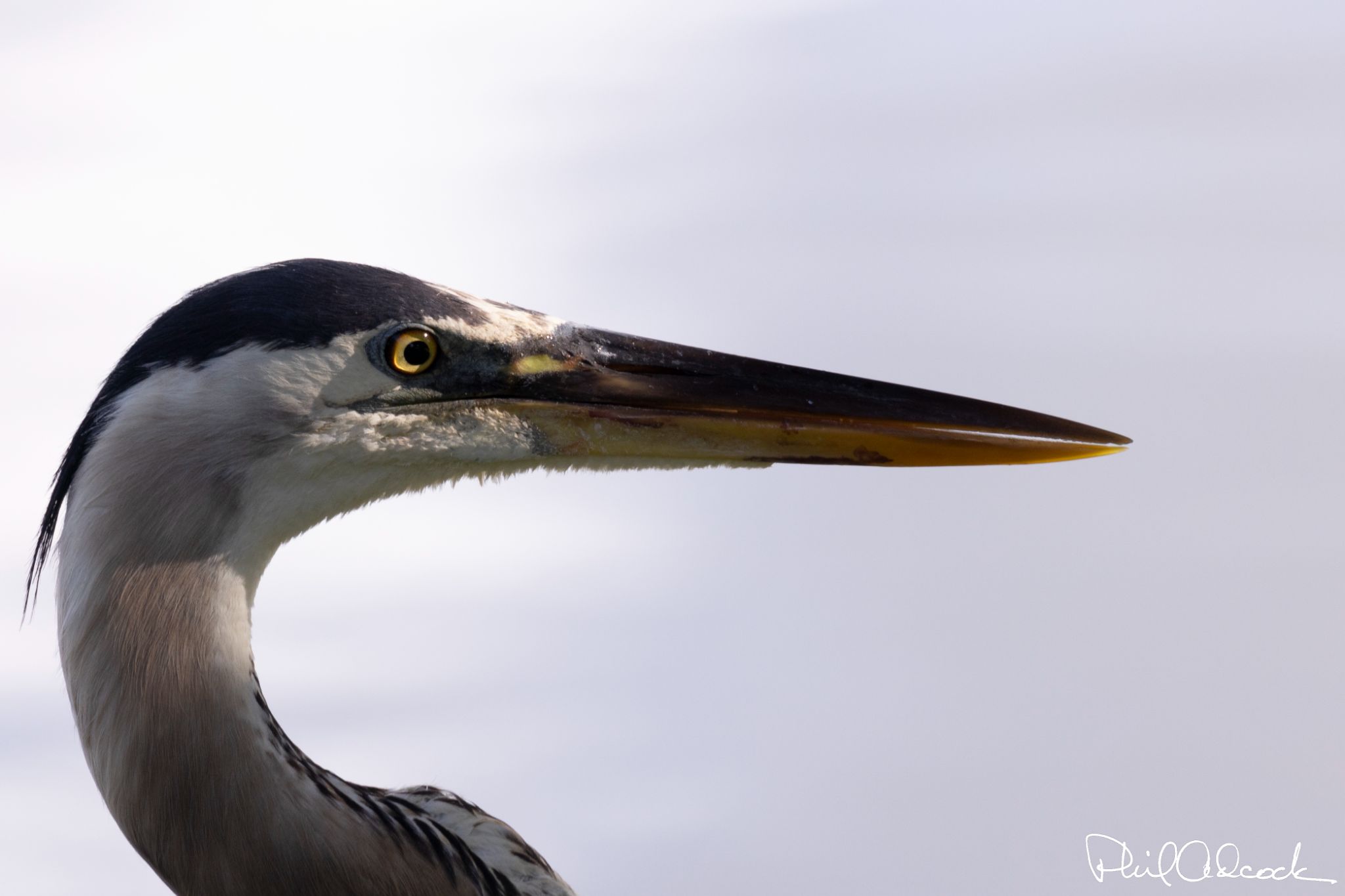 Great Blue Heron