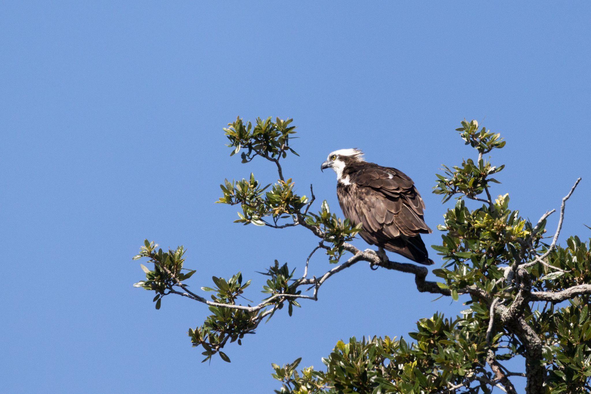 Osprey