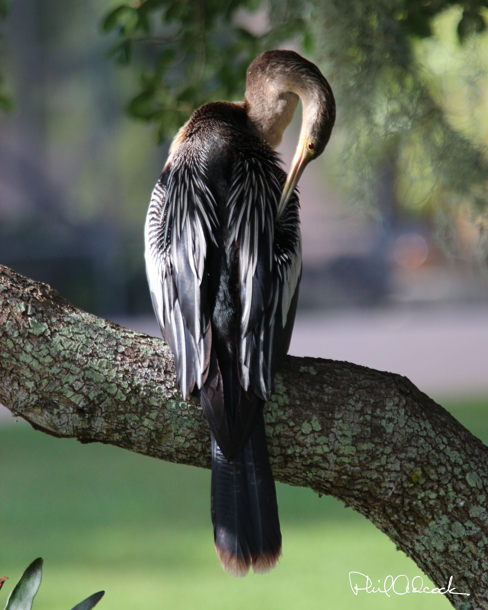 Anhinga