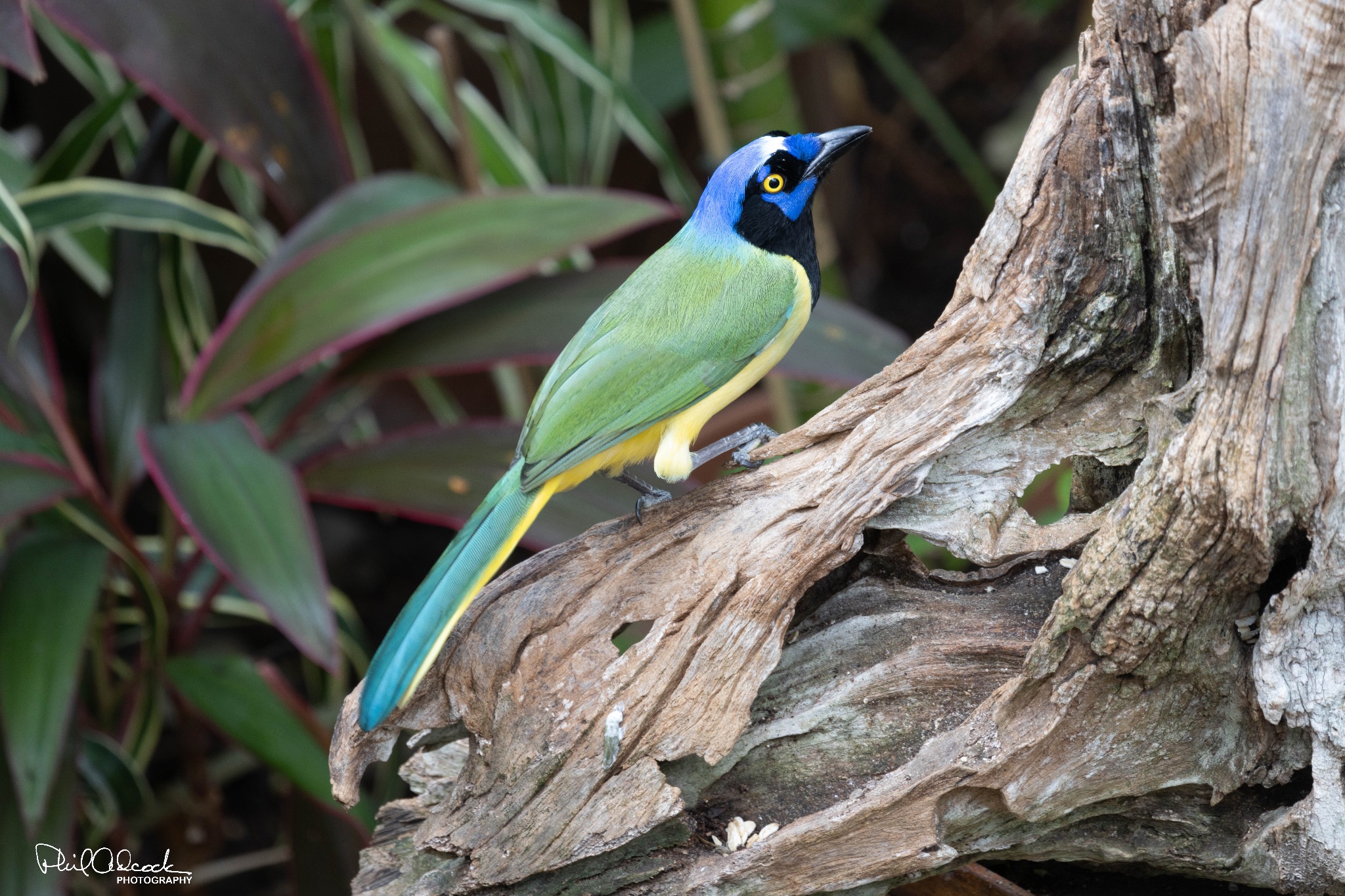 Mexican Green Jay