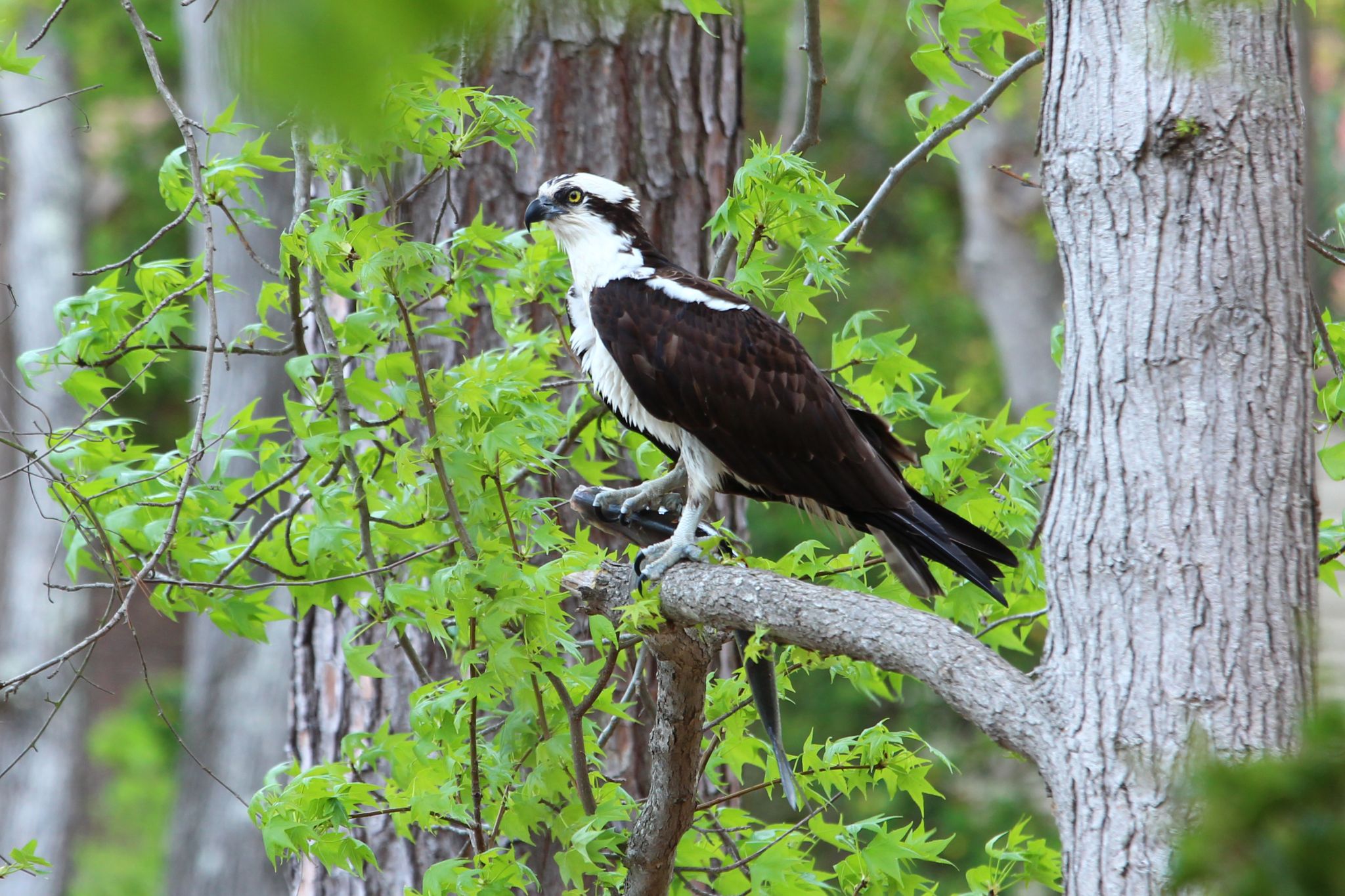 Osprey with his lunch