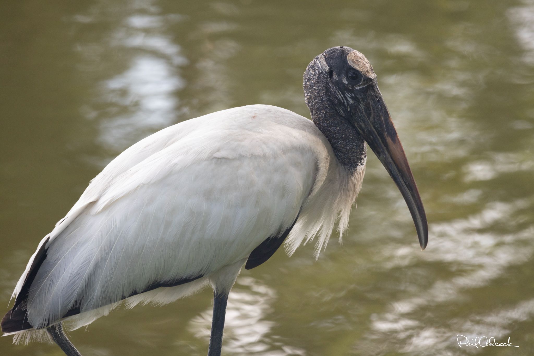 Wood Stork