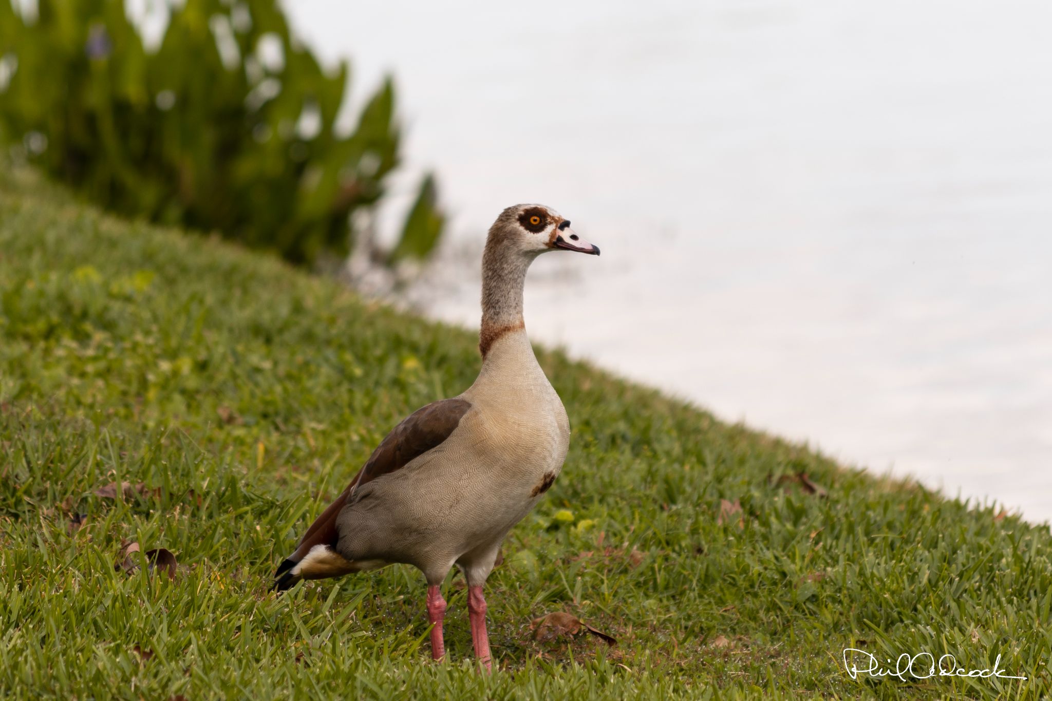 Egyptian Goose