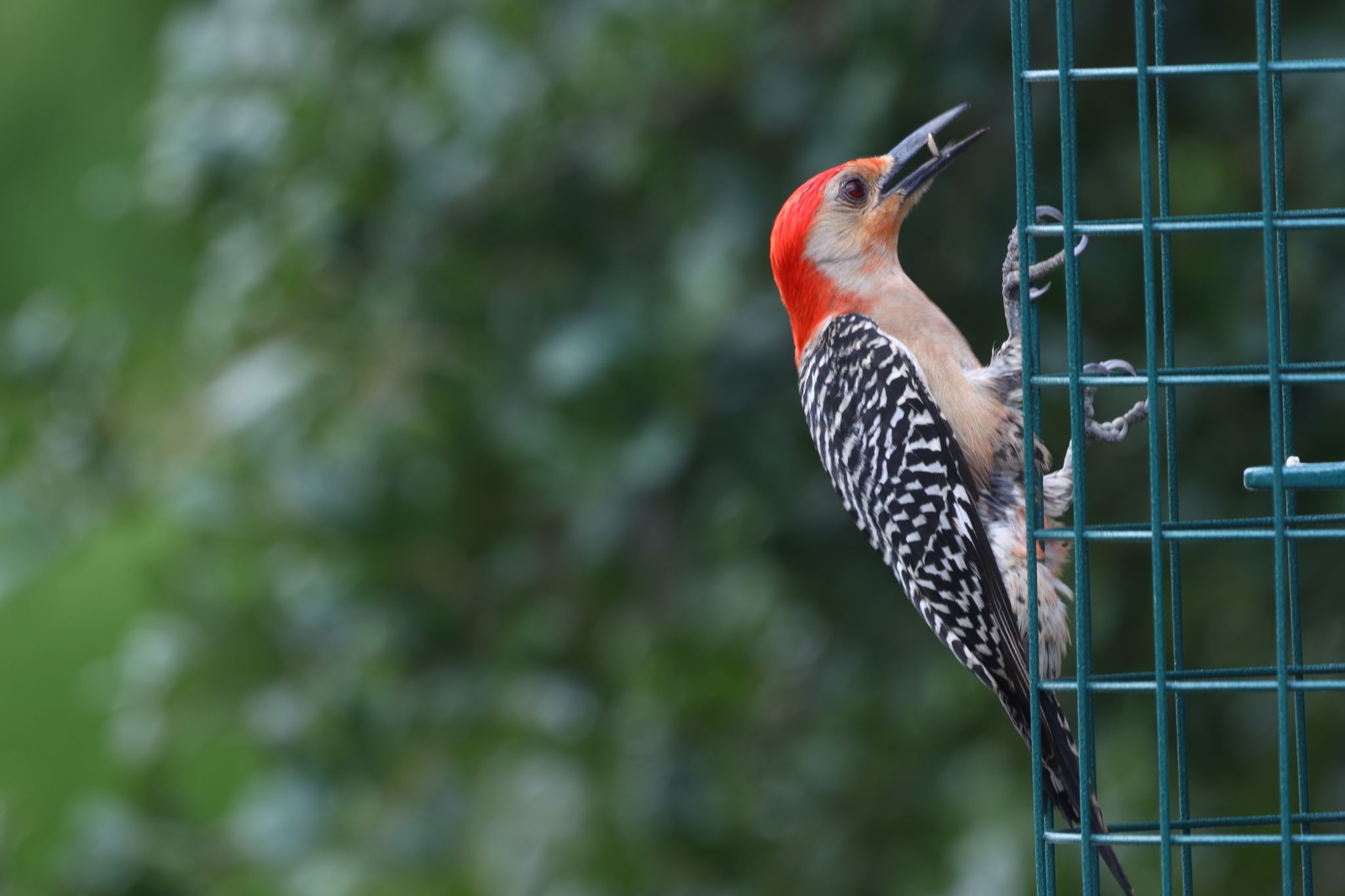 Red Belly Woodpecker