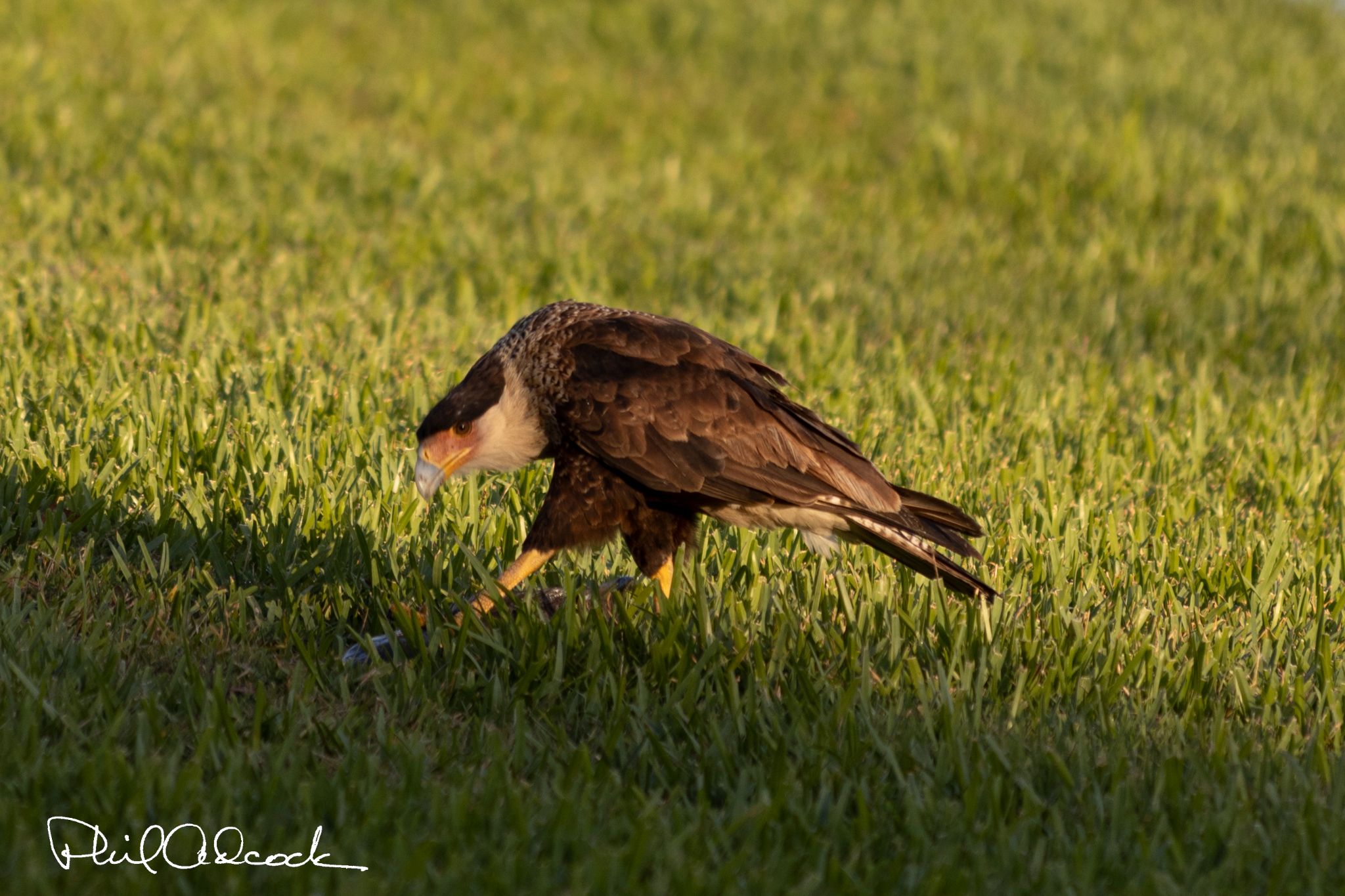 Crested Caracara