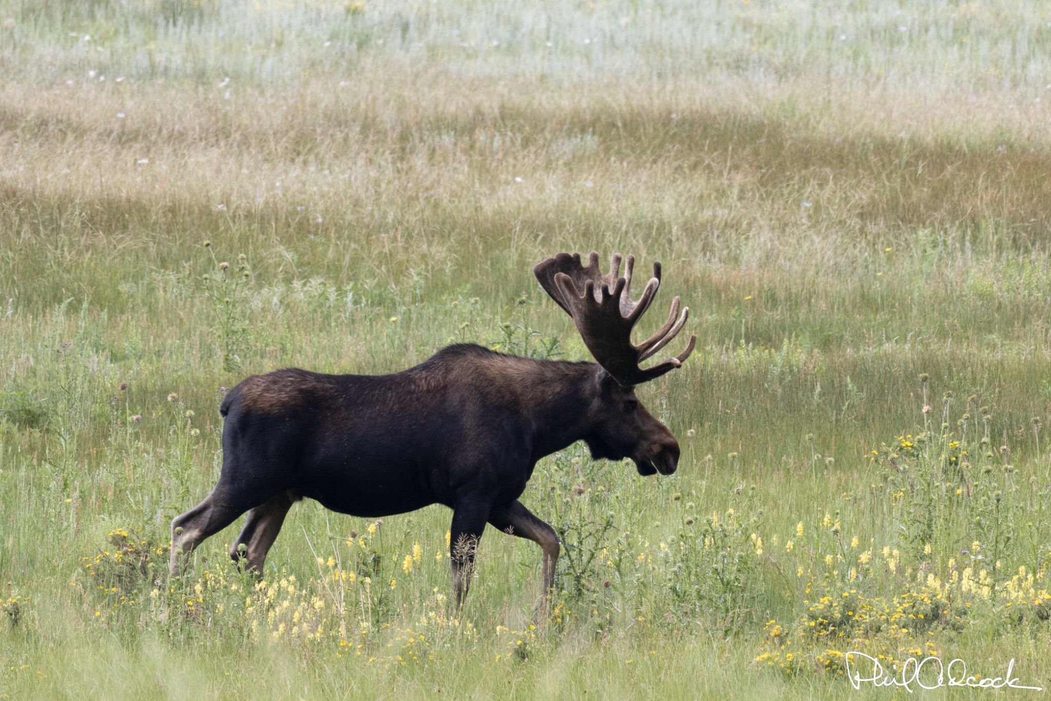 Moose on his way to lunch