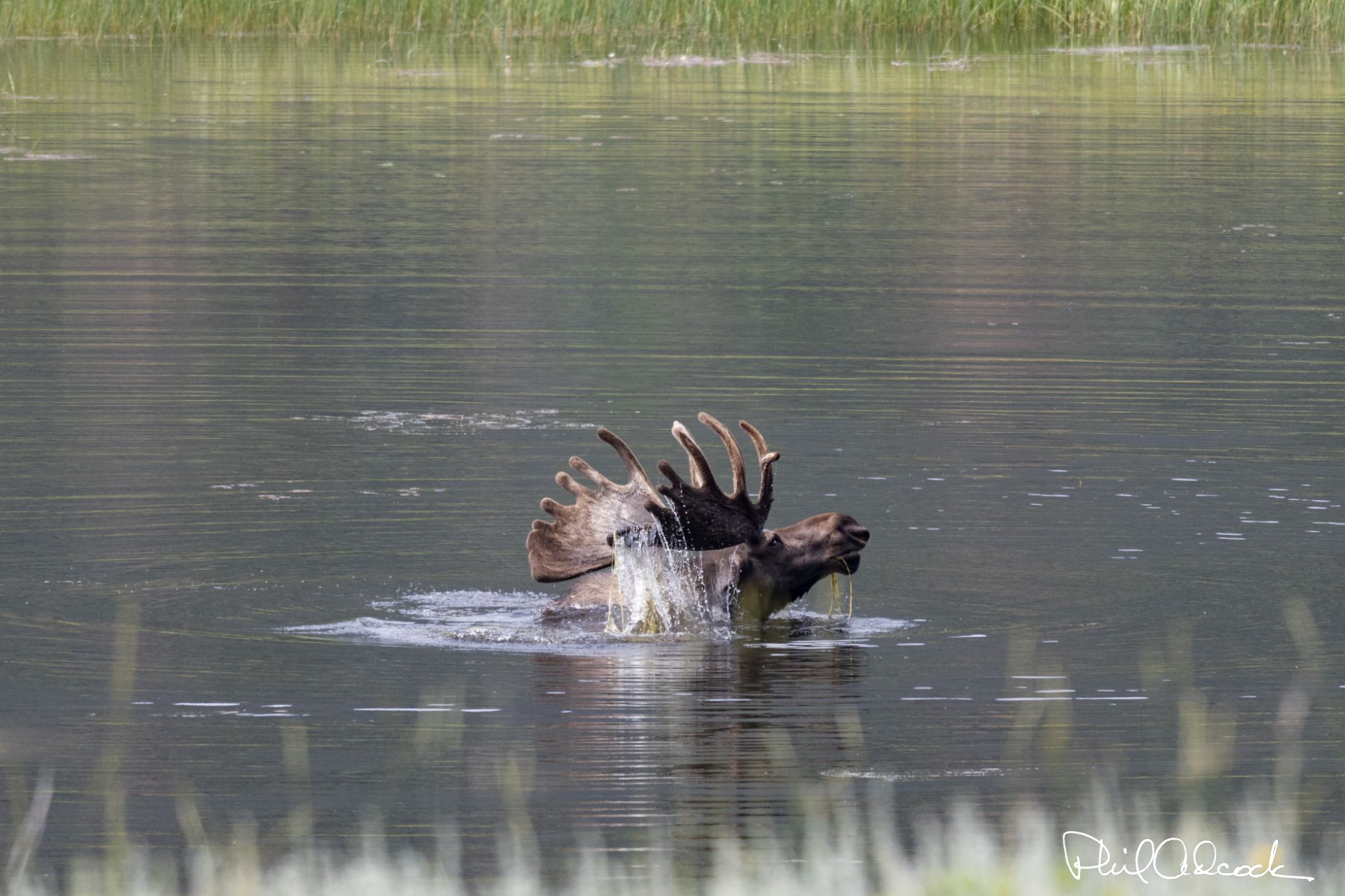 Montana Moose