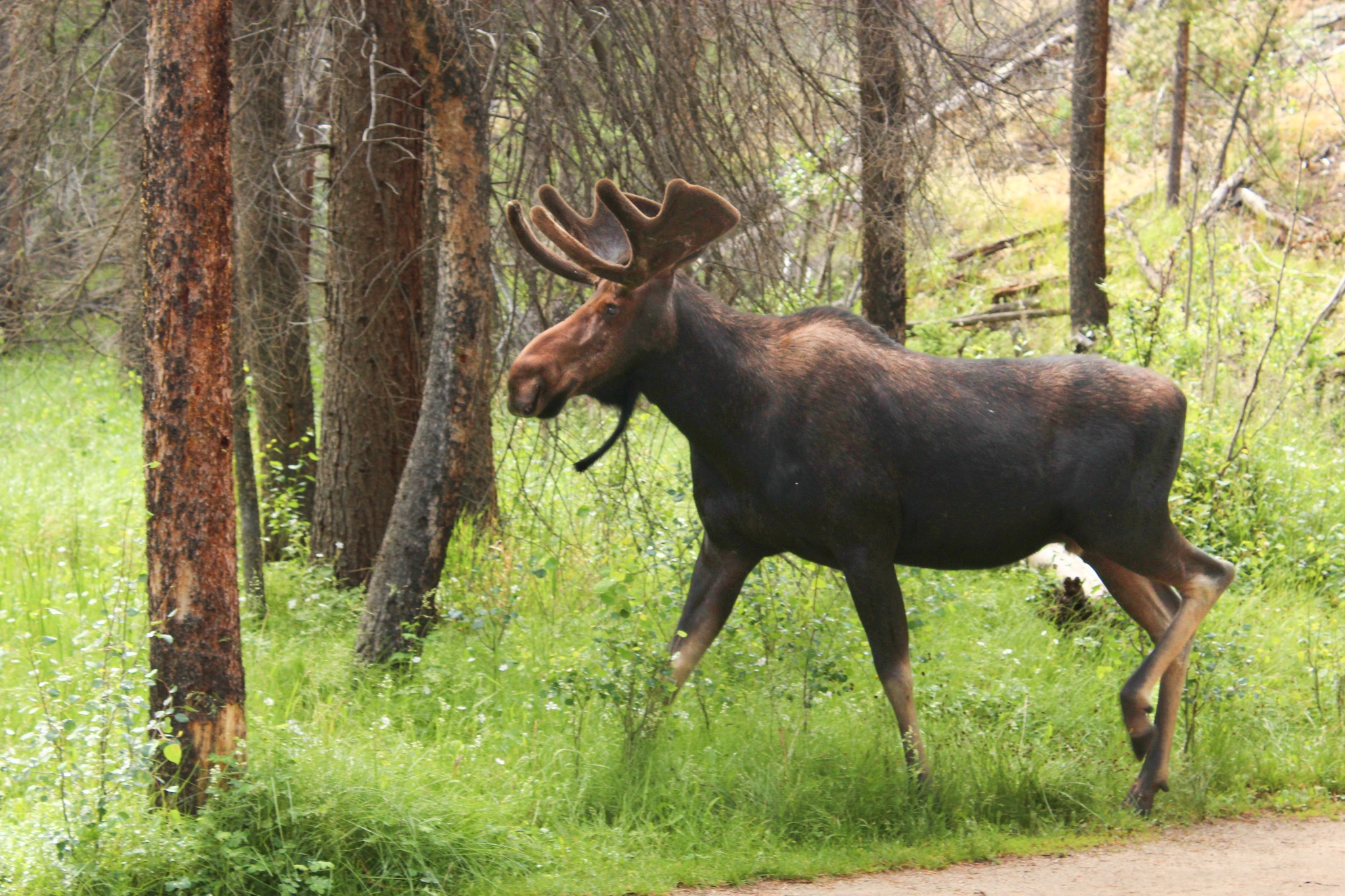 Moose