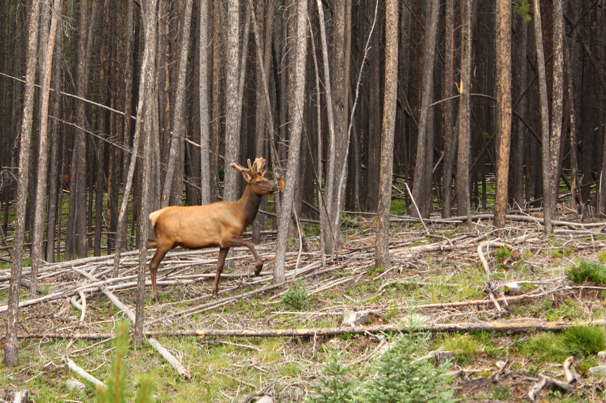 Elk