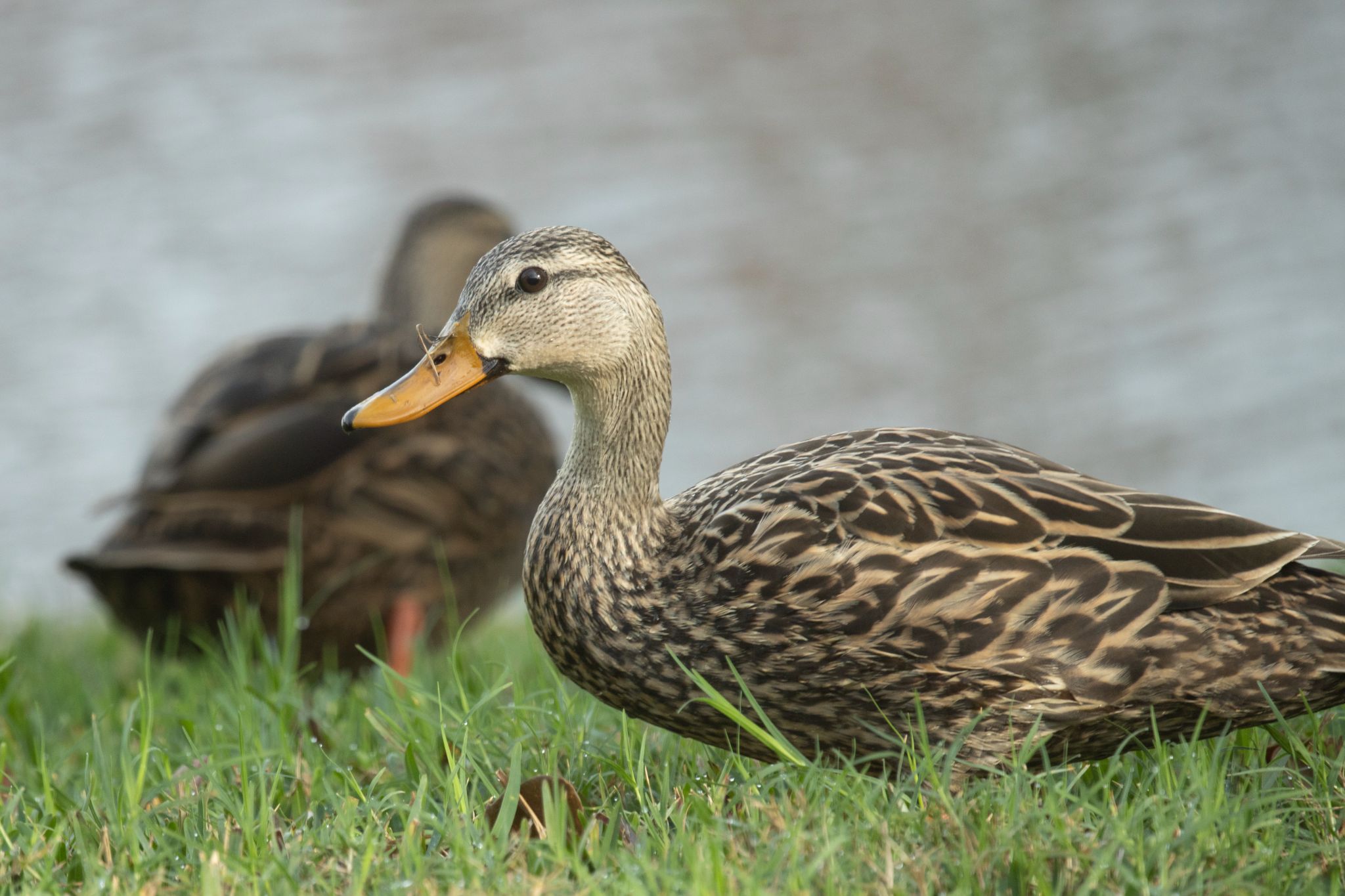 Backyard Ducks