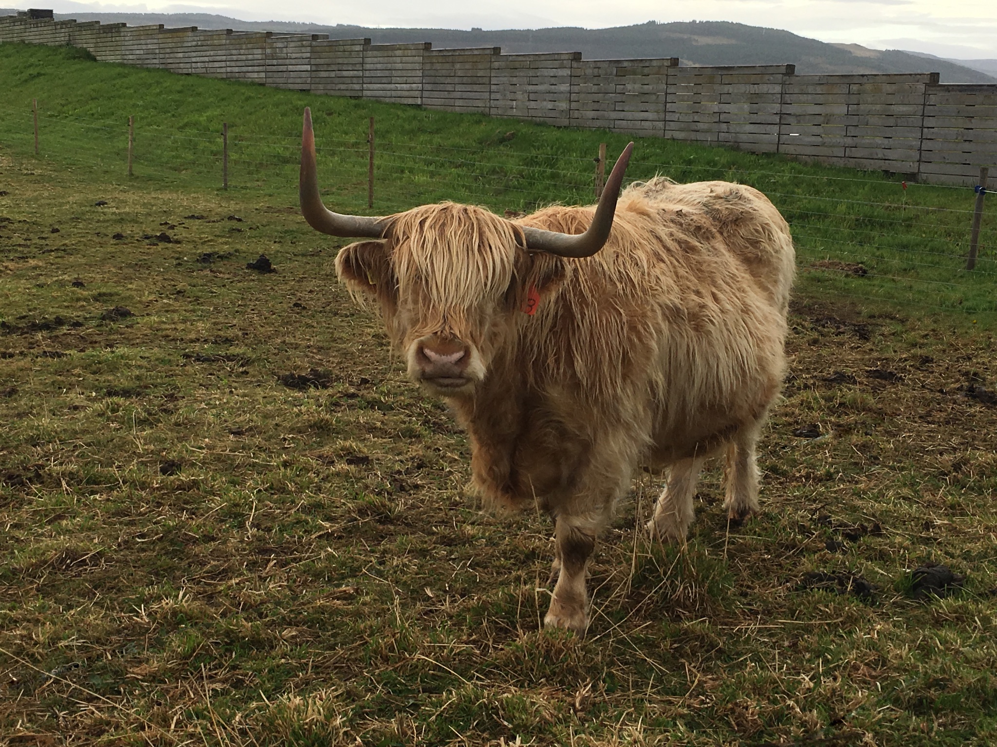 Highland Cow